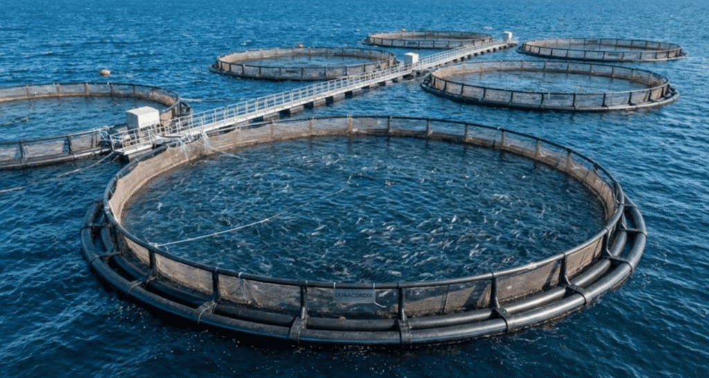 multiple DURACORDIX circular offshore fish farming cages connected by a walkway system in open blue water, showing high-density aquaculture operations.