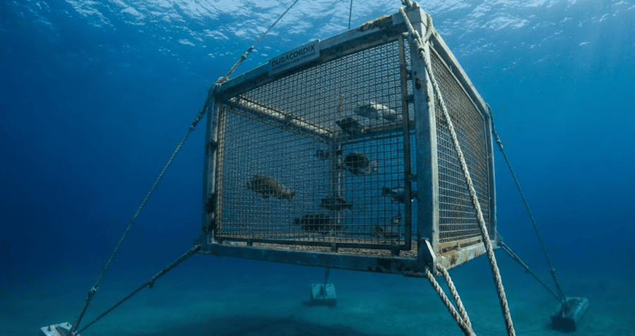 Duracordix – Ihr zuverlässiger Lieferant für Hochleistungs-Kunststoffseile und -netze | Die 4 wichtigsten Fischkäfigtypen für die Aquakultur A DURACORDIX underwater benthic cage system positioned on the seabed, featuring a reinforced metal frame with heavy-duty mesh netting for deep-sea species containment