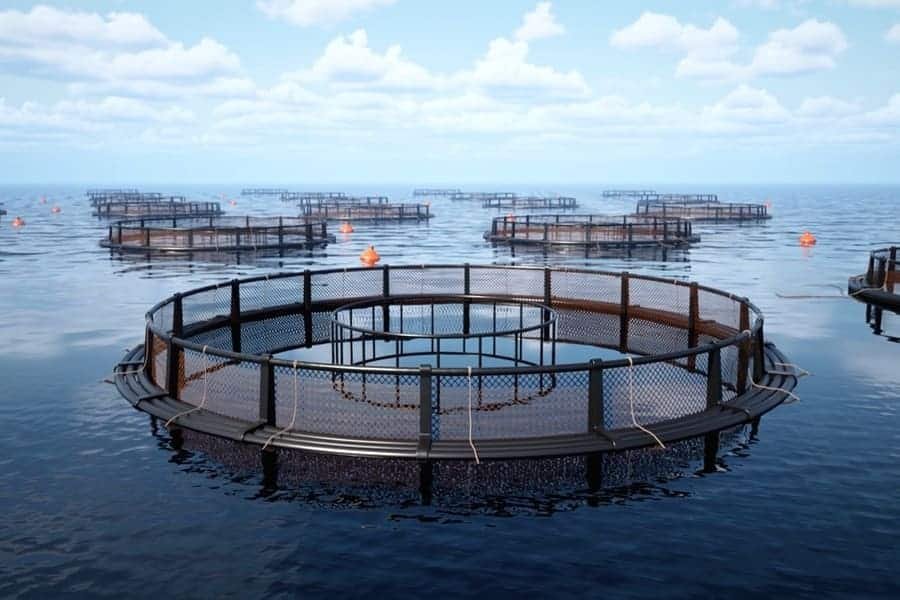 Un système de fermes marines offshore composé de cages aquacoles circulaires en PEHD flottant en pleine mer, sécurisées par des lignes d'amarrage synthétiques haute résistance et des bouées orange sous un ciel dégagé